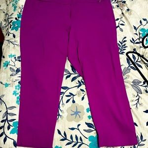 Lane Bryant Magenta spandex dress capris
